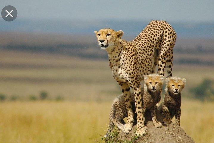 Ganztägiger Pilanesberg-Nationalpark ab Johannesburg und Pretoria