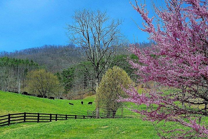 Private Walking Tour of a Real Working Cattle Ranch