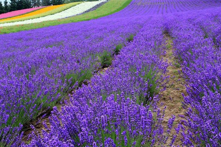 Hokkaido Furano Lavender Farm og Blue Pond Dagstur fra Sapporo