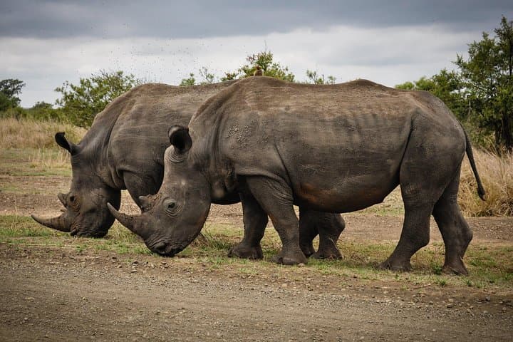 Private Safari Tour to Aquila Private Game Reserve excluding Entrance Fees