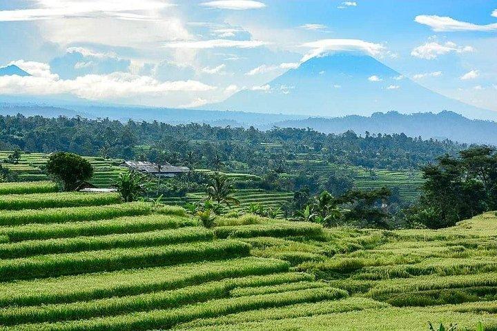 Bali privat lejet bil med privat chauffør
