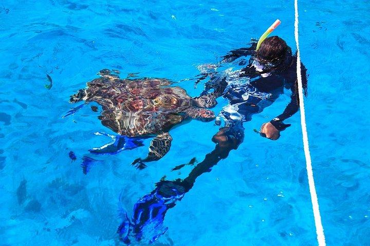 シミラン島スノーケルツアー素晴らしいシミラン旅行カオラックから