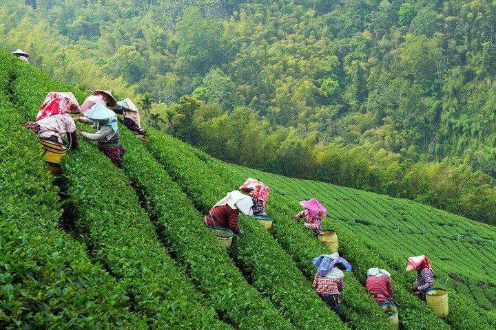 Hangzhou Private Customized Day Trip from Shanghai by Bullet Train