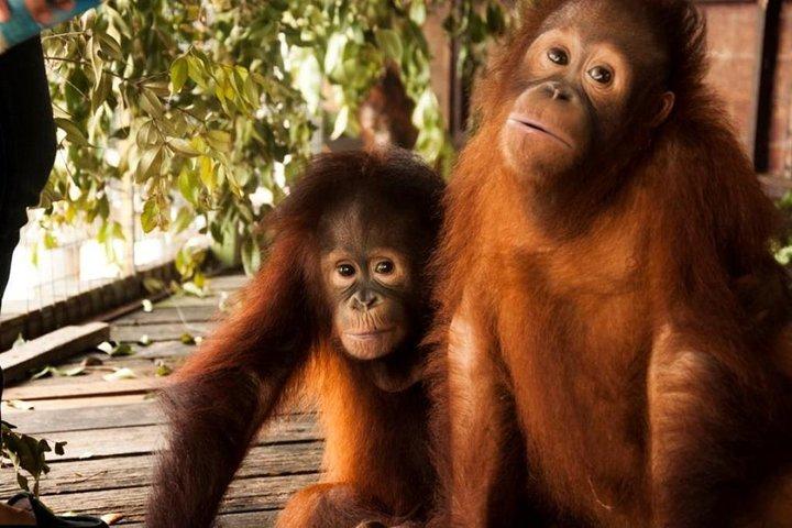 クアラルンプール発オランウータン島とペラトン洞窟寺院日帰りツアー