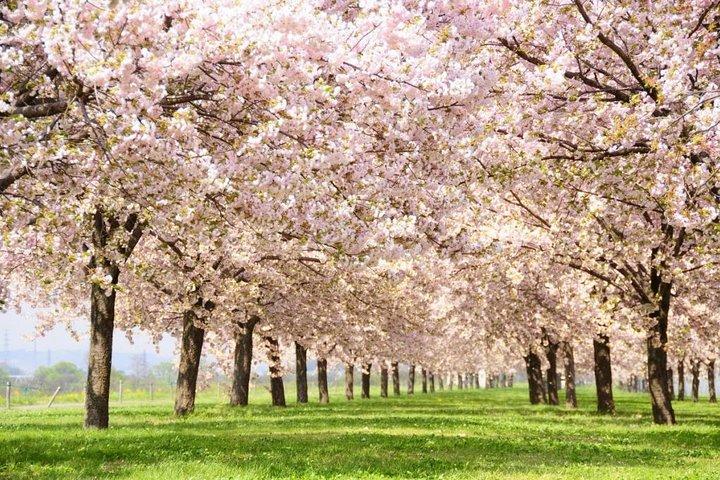 Nagano Spring : 1 - Day Cherry Blossoms & Snow Monkeys Visita guiada