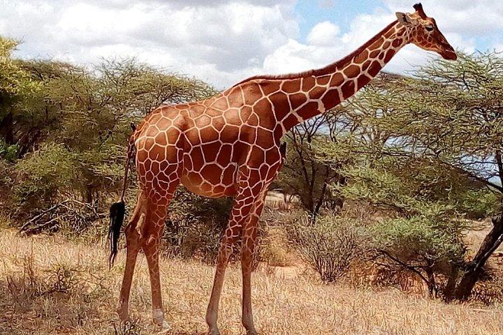Maasai mara, Nakuru, Amboseli e Tsavo west Parques nacionais Safaris