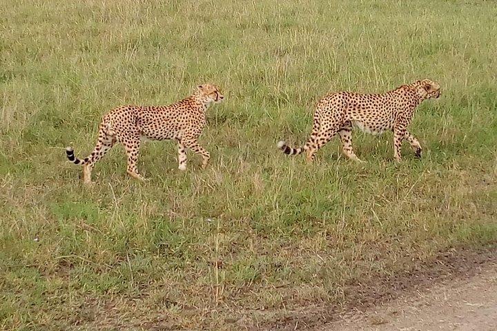 マサイマラ、ナクル、アンボセリ、ツァボ西国立公園サファリ