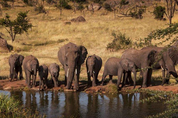 2-dages safari Tarangire Park og Ngorongoro-krateret