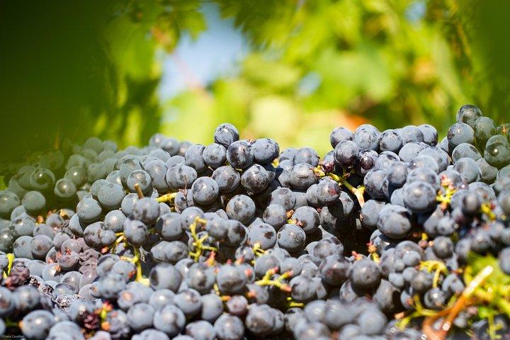 Almuerzo con Cata de Vinos en la Bodega
