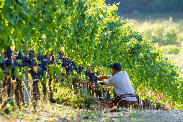 Almuerzo con Cata de Vinos en la Bodega
