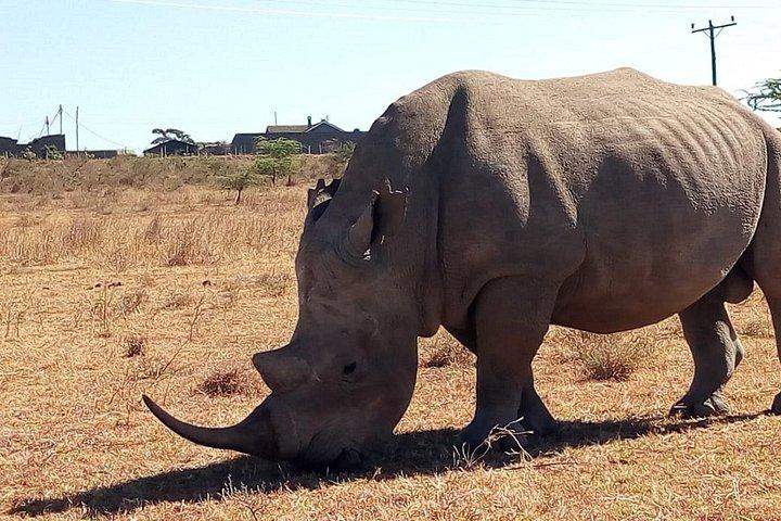 ナクル湖国立公園日帰り旅行