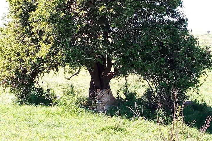 ナクル湖国立公園日帰り旅行