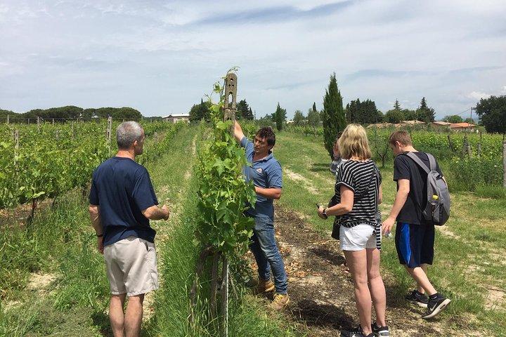 Brunello di Montalcino, små biodynamiska vingårdar