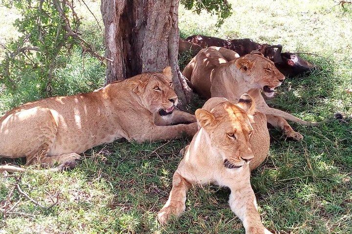 Safari di 4 giorni: Tsavo est, ovest e parchi nazionali Amboseli