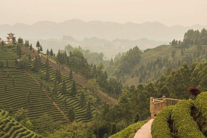紅茶作り体験付き孟定山1日お茶旅