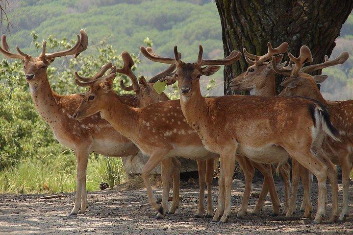 Halvdag privat tur - Mafra verdensarv