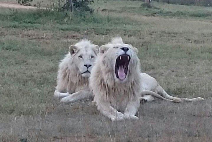 Ganztägiger Pilanesberg-Nationalpark ab Johannesburg und Pretoria