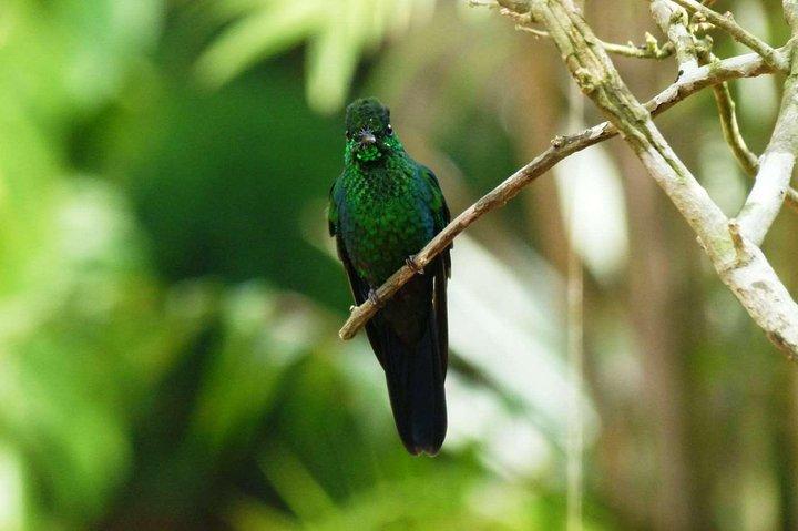 サンホセからのモンテヴェルデハンギングブリッジ日帰り旅行