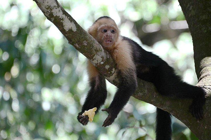 サンホセからのモンテヴェルデハンギングブリッジ日帰り旅行