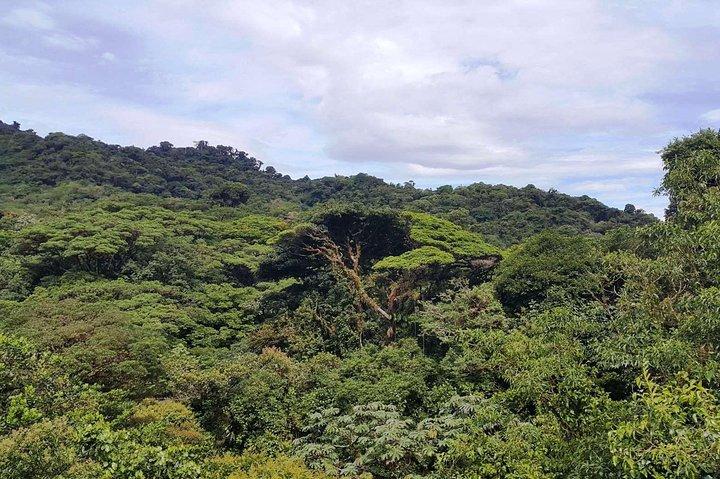 サンホセからのモンテヴェルデハンギングブリッジ日帰り旅行