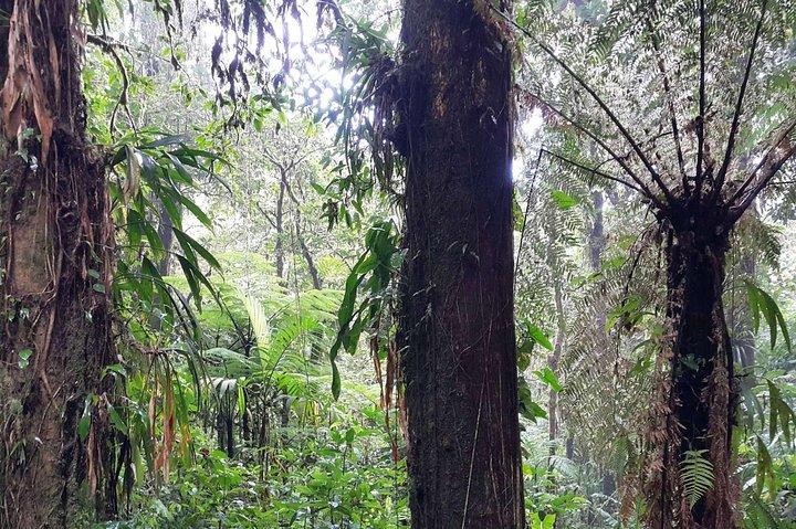 サンホセからのモンテヴェルデハンギングブリッジ日帰り旅行