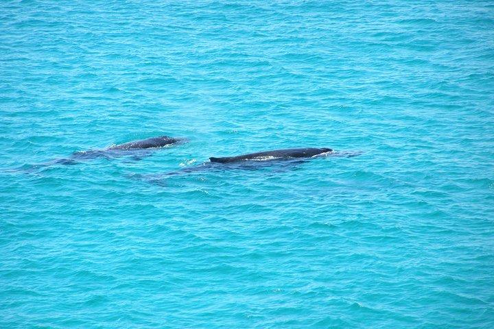 ブリスベン発ストラドブローク島4WD日帰り旅行