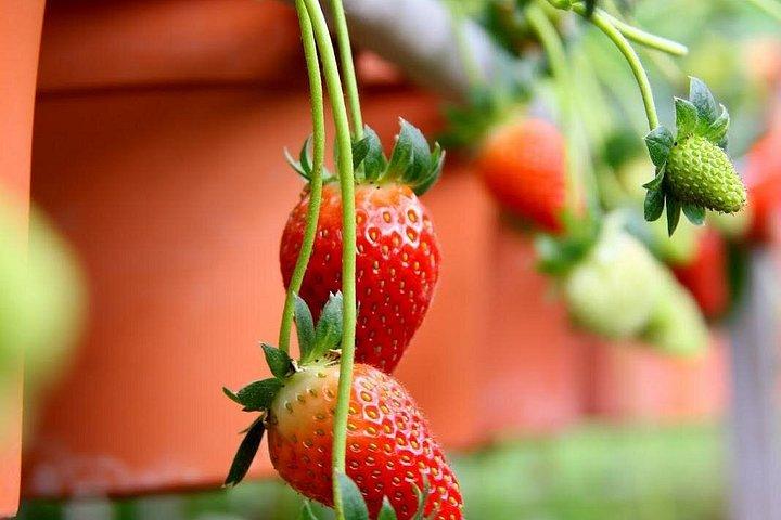 Full Day Cameron Highlands Adventure From Kuala Lumpur