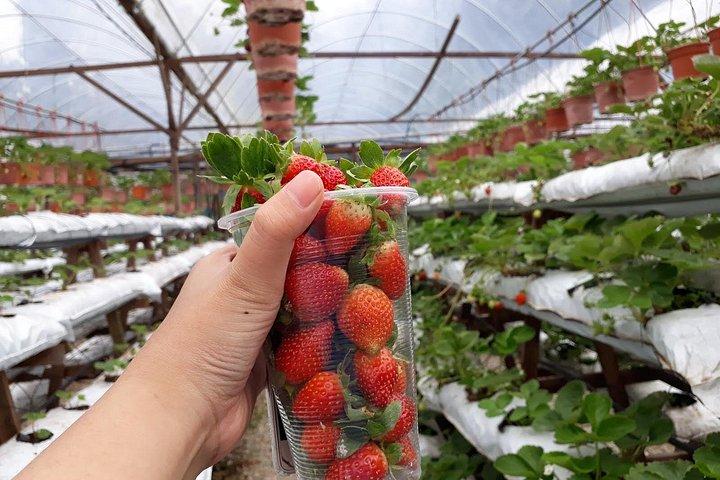 Full Day Cameron Highlands Adventure From Kuala Lumpur
