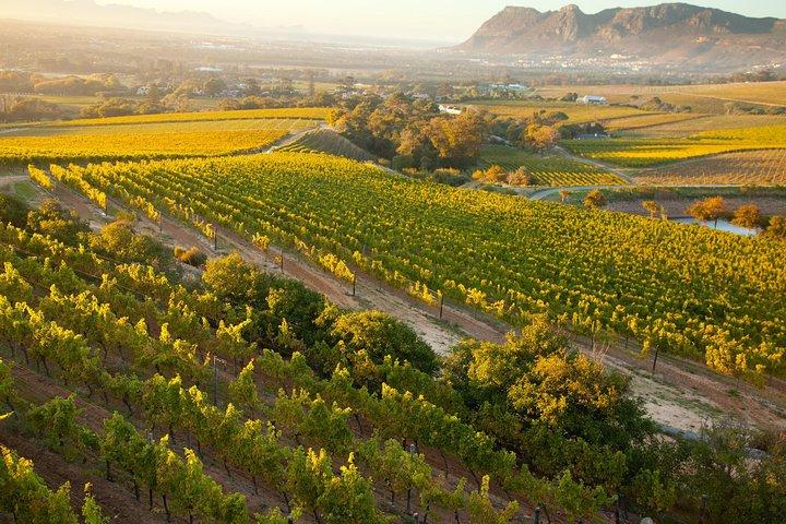 Città del Capo: tour privato di mezza giornata di Winelands