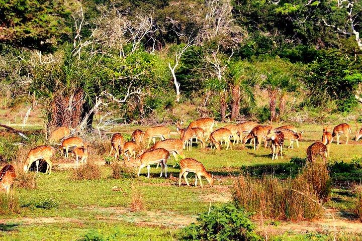 Ganztägige Bundala-Safari mit Picknick-Mittagessen im Hafen von Hambantota
