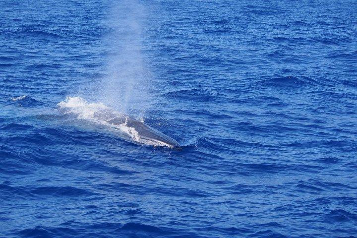 生態学的カタマランでのマデイライルカとホエールウォッチング