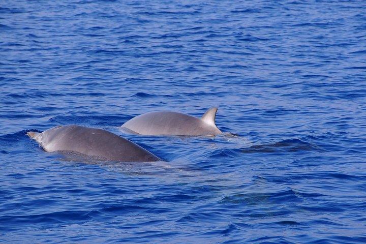 生態学的カタマランでのマデイライルカとホエールウォッチング