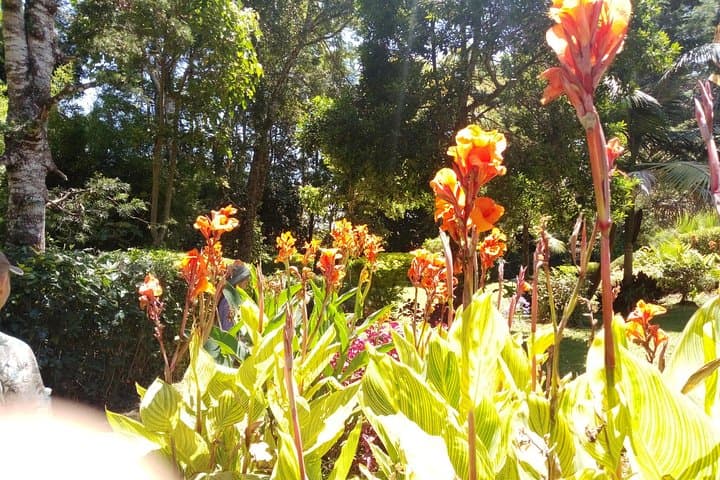 Excursion to Kiambethu Tea Farm
