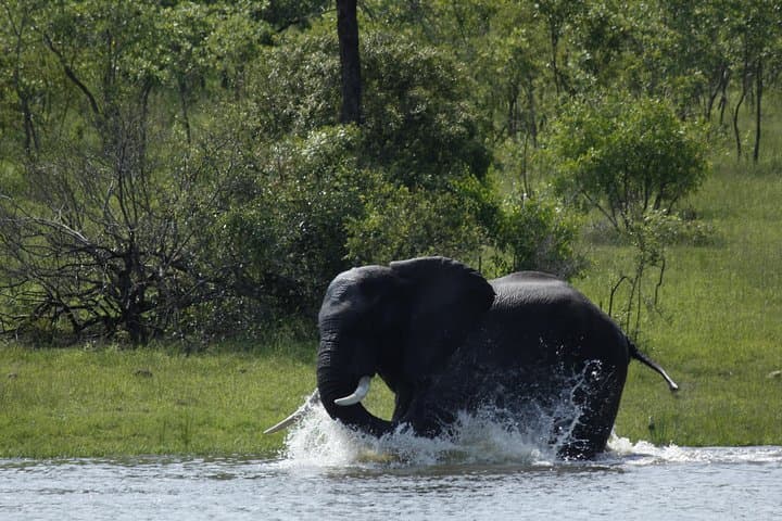 Morning Safari in Kruger National Park from Hazyview (AM KNP)