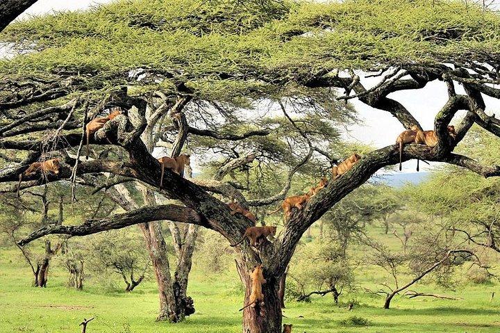 6 Day Luxury Lodge Wildlife Safari: Norra Tanzania på 4x4 jeep