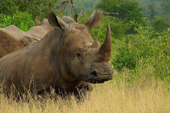 ハジーヴュウからのクルーガー国立公園の朝のサファリ（AM KNP）