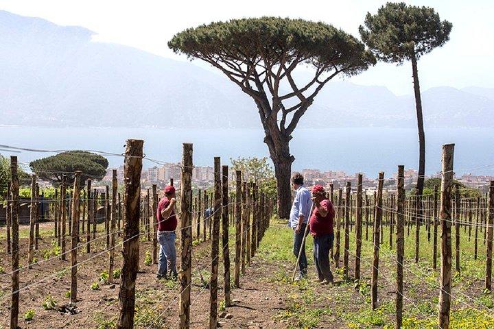 Ruinas de Pompeya y cata de vinos con almuerzo en el Vesubio con traslado privado