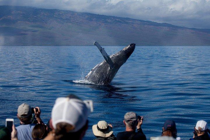 マウイ島でのデラックスホエールウォッチングセイル