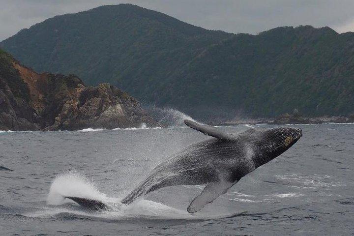 マアラエア港発のホエールウォッチング