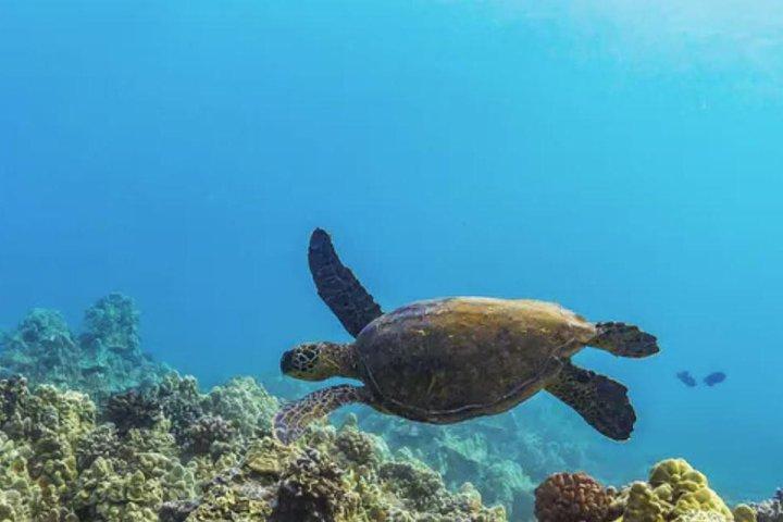 Molokini & Turtle Adventure: Small Group from Ma'alaea Harbor