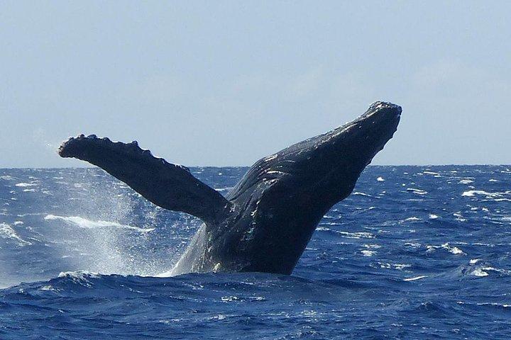 マアラエア港発のホエールウォッチング