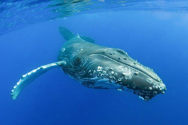Whalewatch Sail from Lahaina