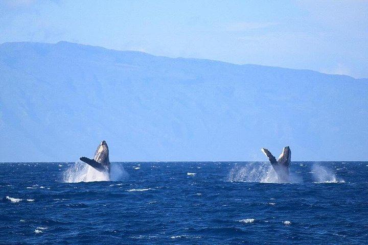 マアラエア港発のホエールウォッチング