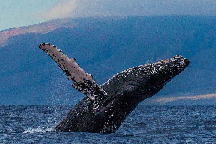 Whalewatch Sail from Lahaina