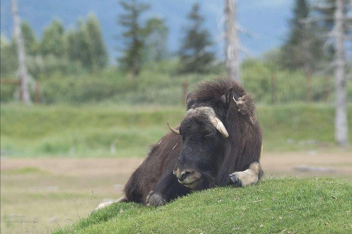 氷河と野生動物：アンカレッジからの超眺めの日帰りツアー