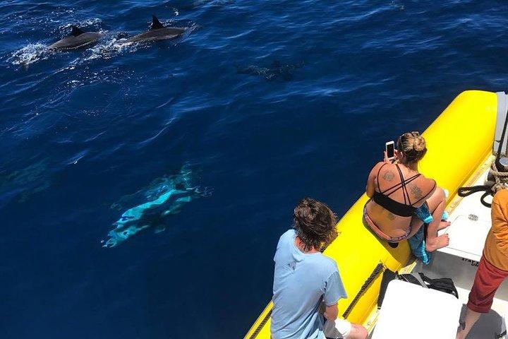 Lanai Deluxe Dolphin Adventure og 3 snorkelsteder