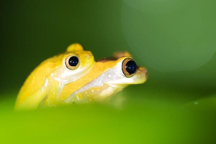 La Fortuna Rane e rettili Tour notturno della fauna selvatica 2 ore