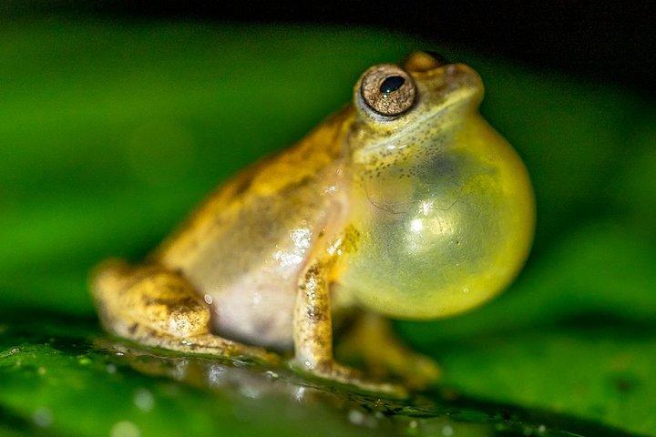 La Fortuna Rane e rettili Tour notturno della fauna selvatica 2 ore