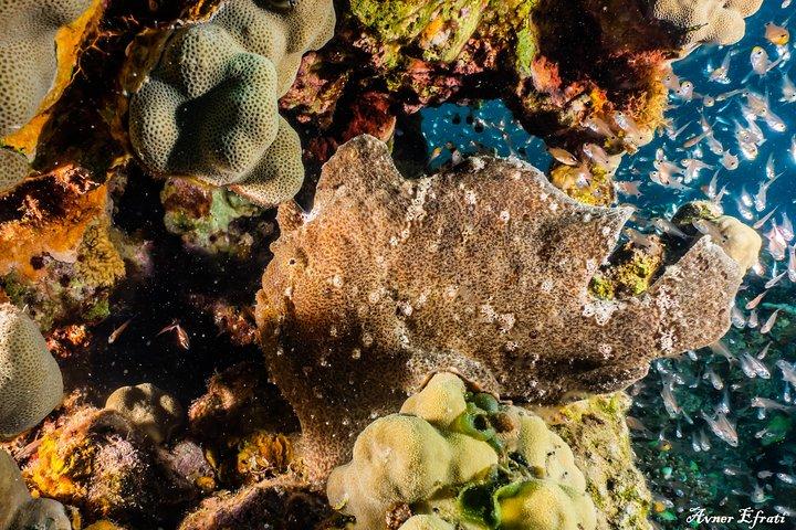 Immersione introduttiva alla barriera corallina con istruttore - 40 minuti