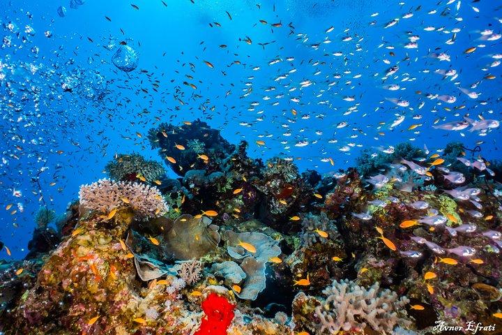 Immersione introduttiva alla barriera corallina con istruttore - 40 minuti